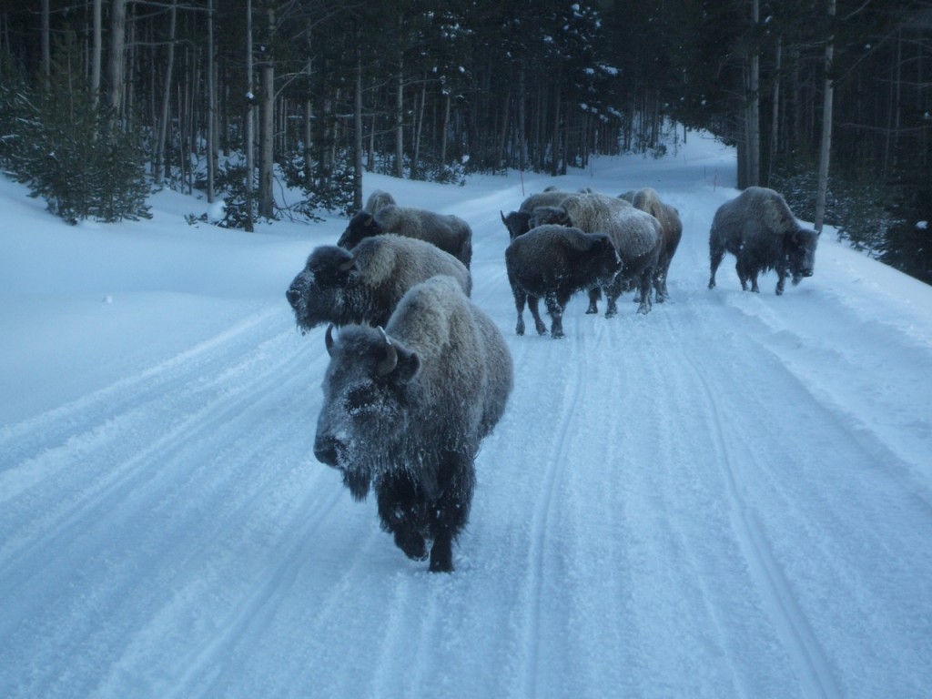 Photo of bison on the road in Yellowstone in winter