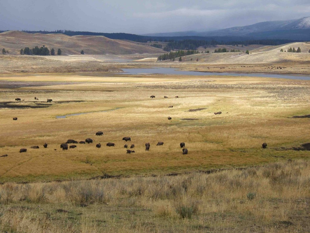 DJ CHoupin's photograph "plain" shows bison at a distance in Yellowstone National Park